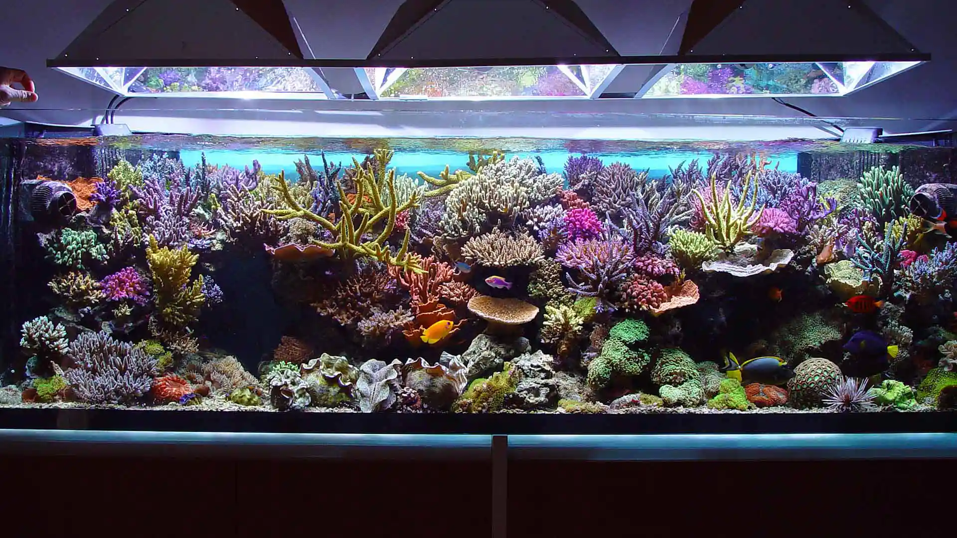 Colorful fish and corals inside a thriving aquarium
