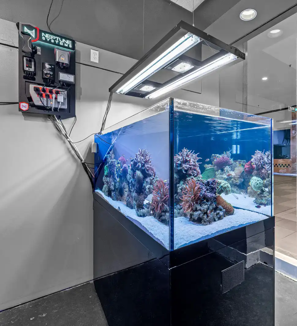 Crystal clear aquarium with modern equipment