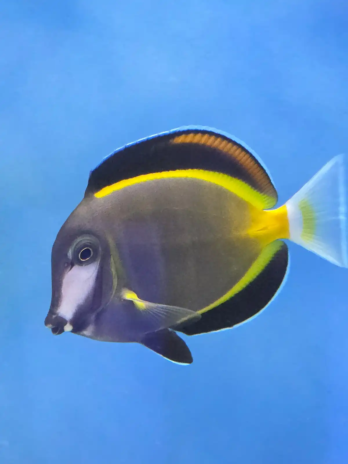 Vivid Powder Brown Tang swimming in an aquarium