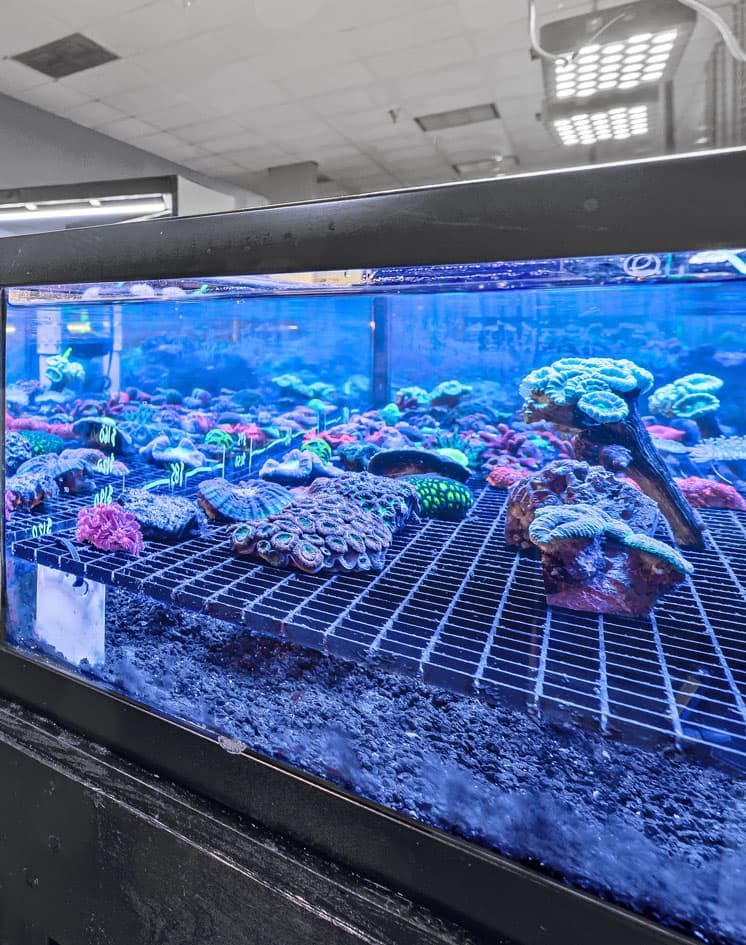 Aquacultured coral frags growing in a reef system