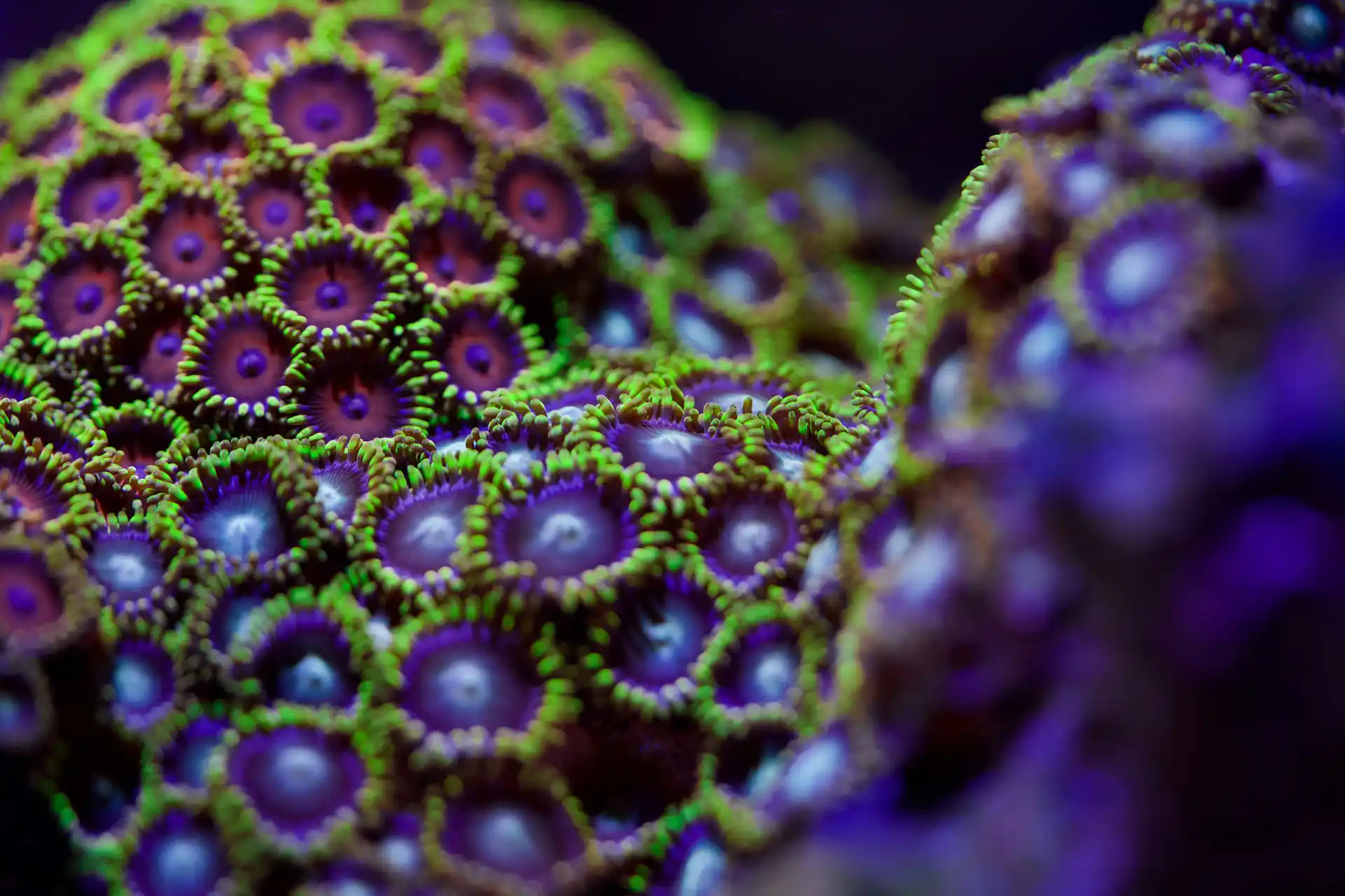 Colorful soft corals and zoanthids in a reef aquarium