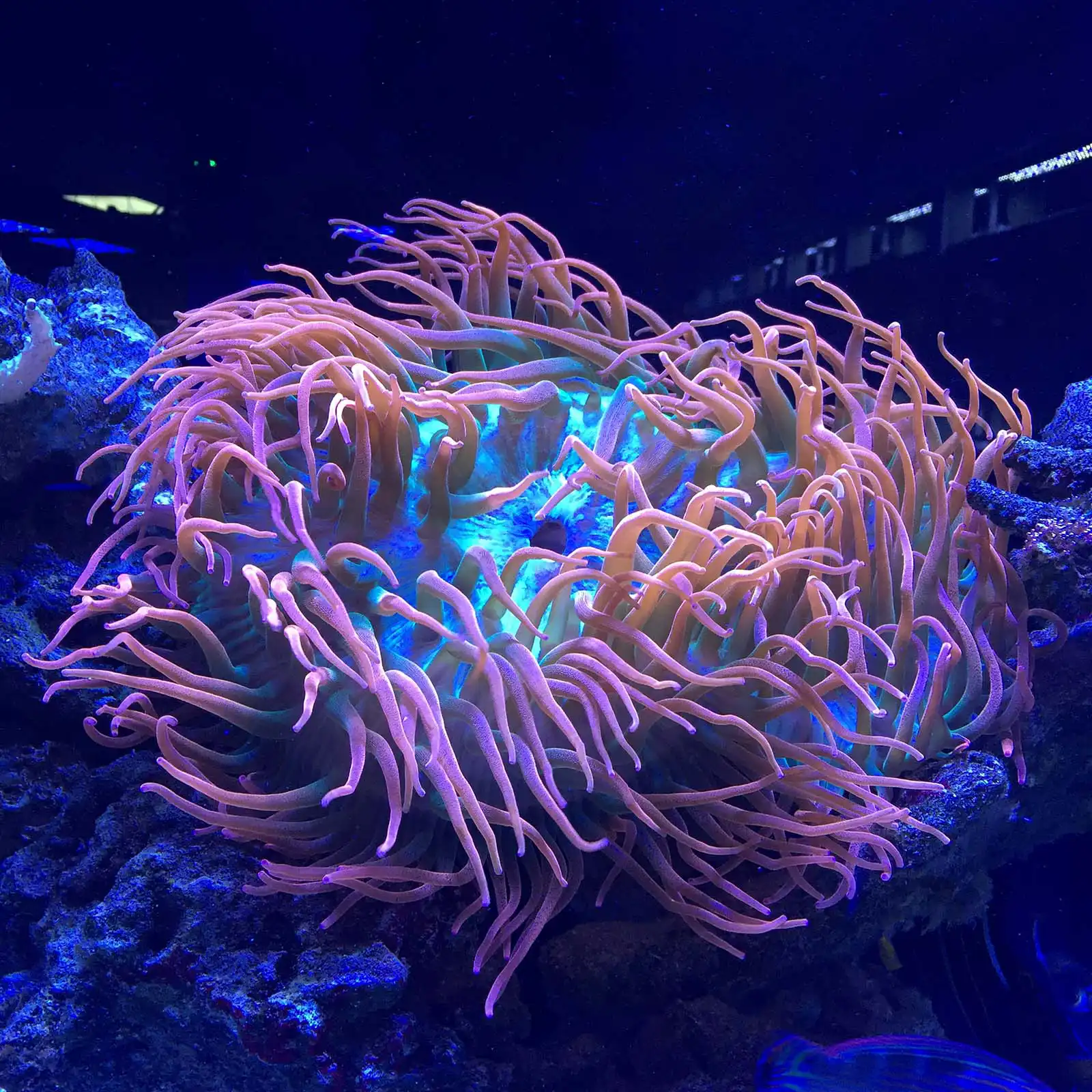 Bubble tip anemone in a mature reef aquarium