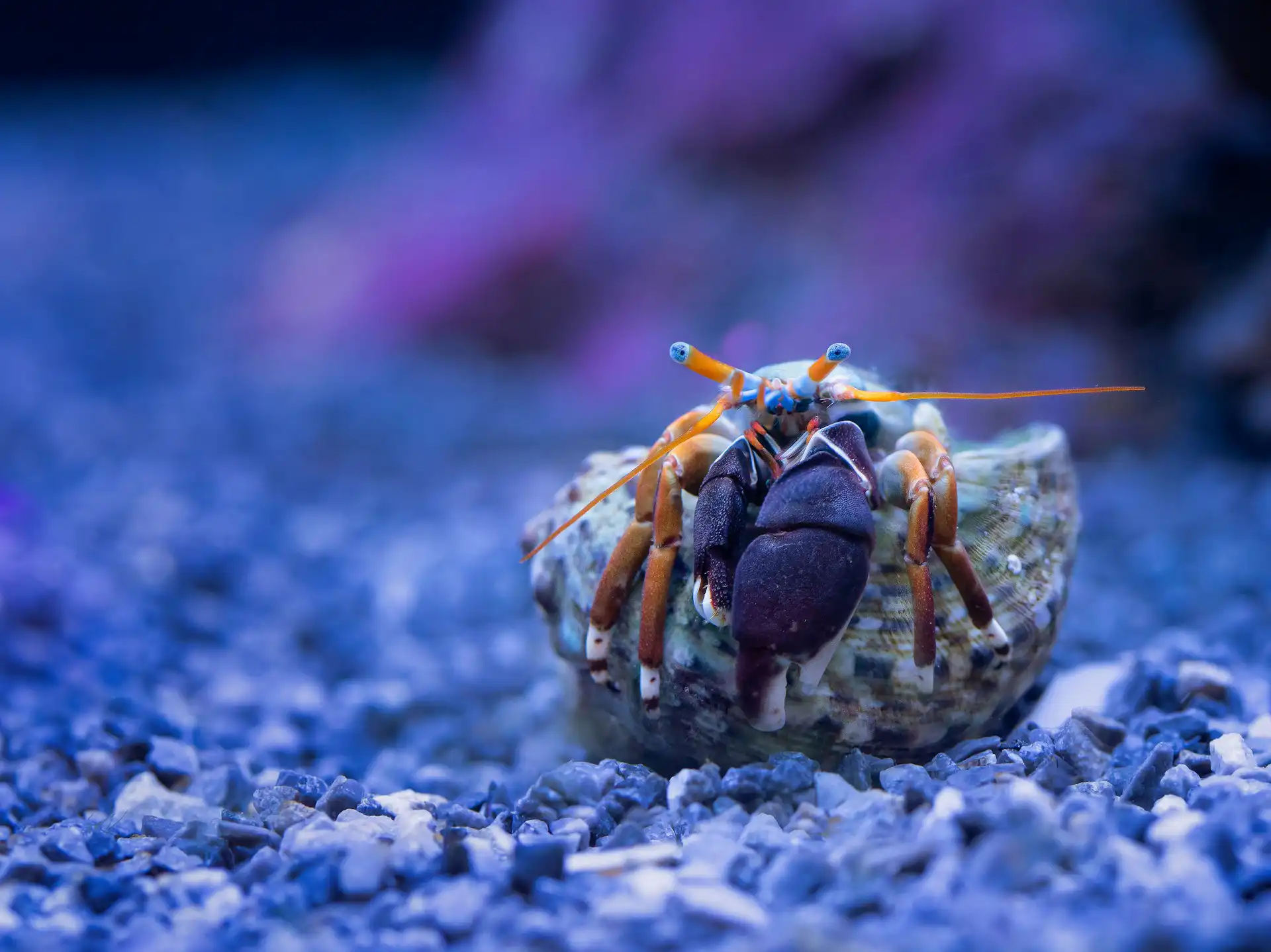Small hermit crab moving across reef aquarium rock