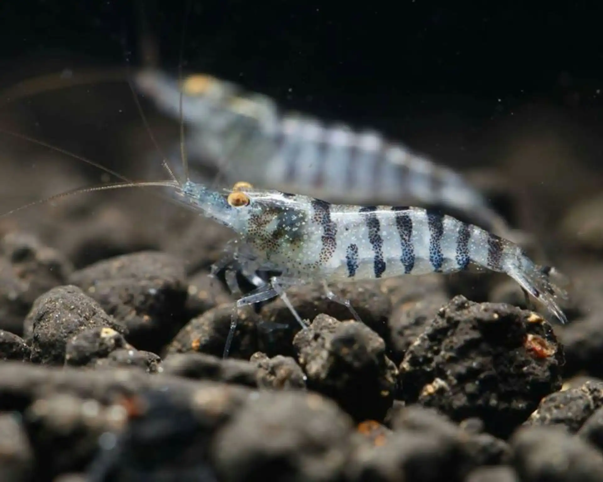 Red freshwater shrimp grazing on an aquatic plant
