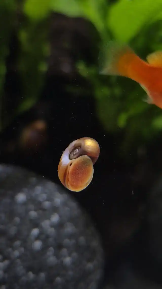 Colorful freshwater snail on aquarium glass