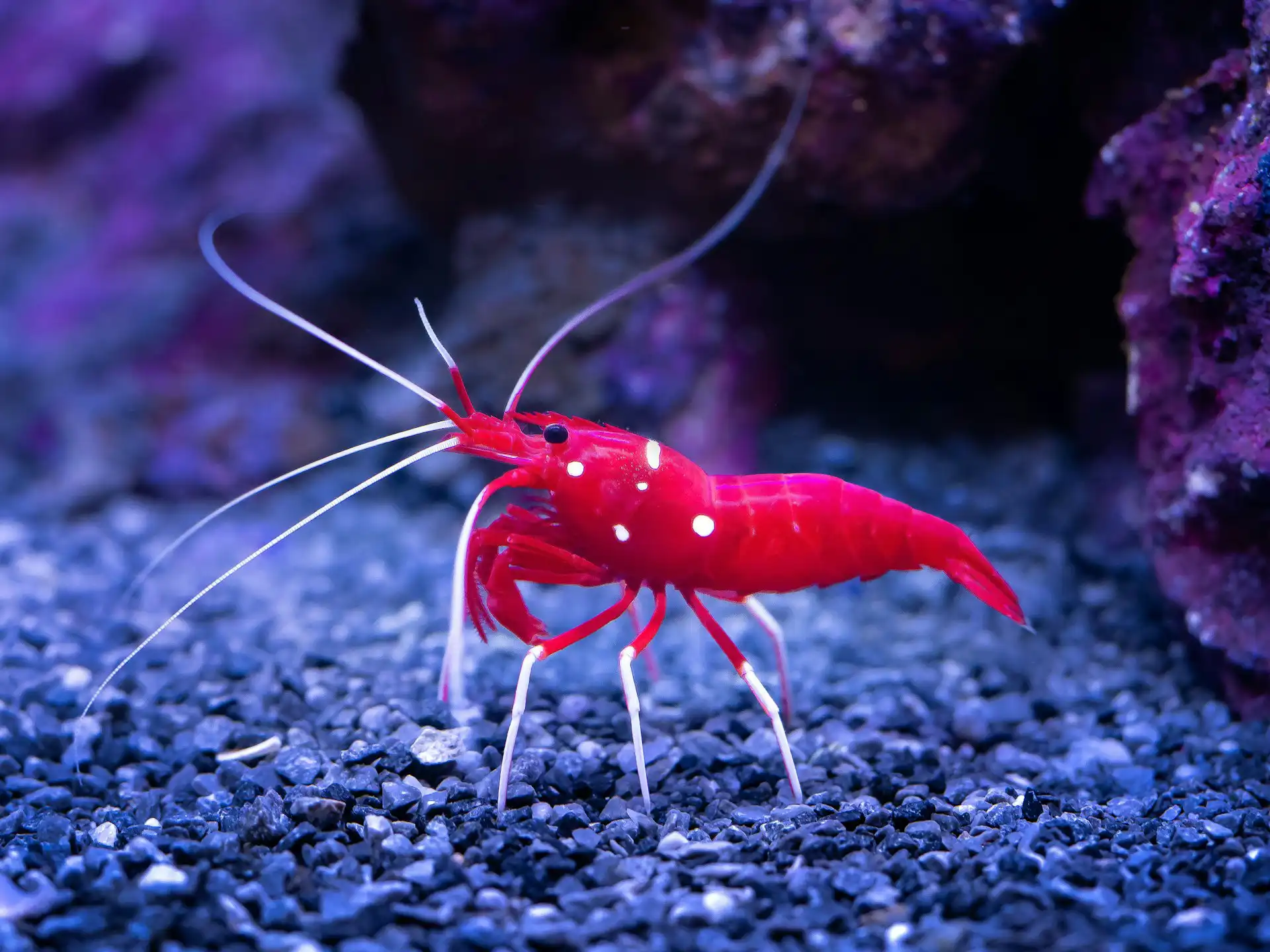 Cleaner shrimp standing on coral reef rock