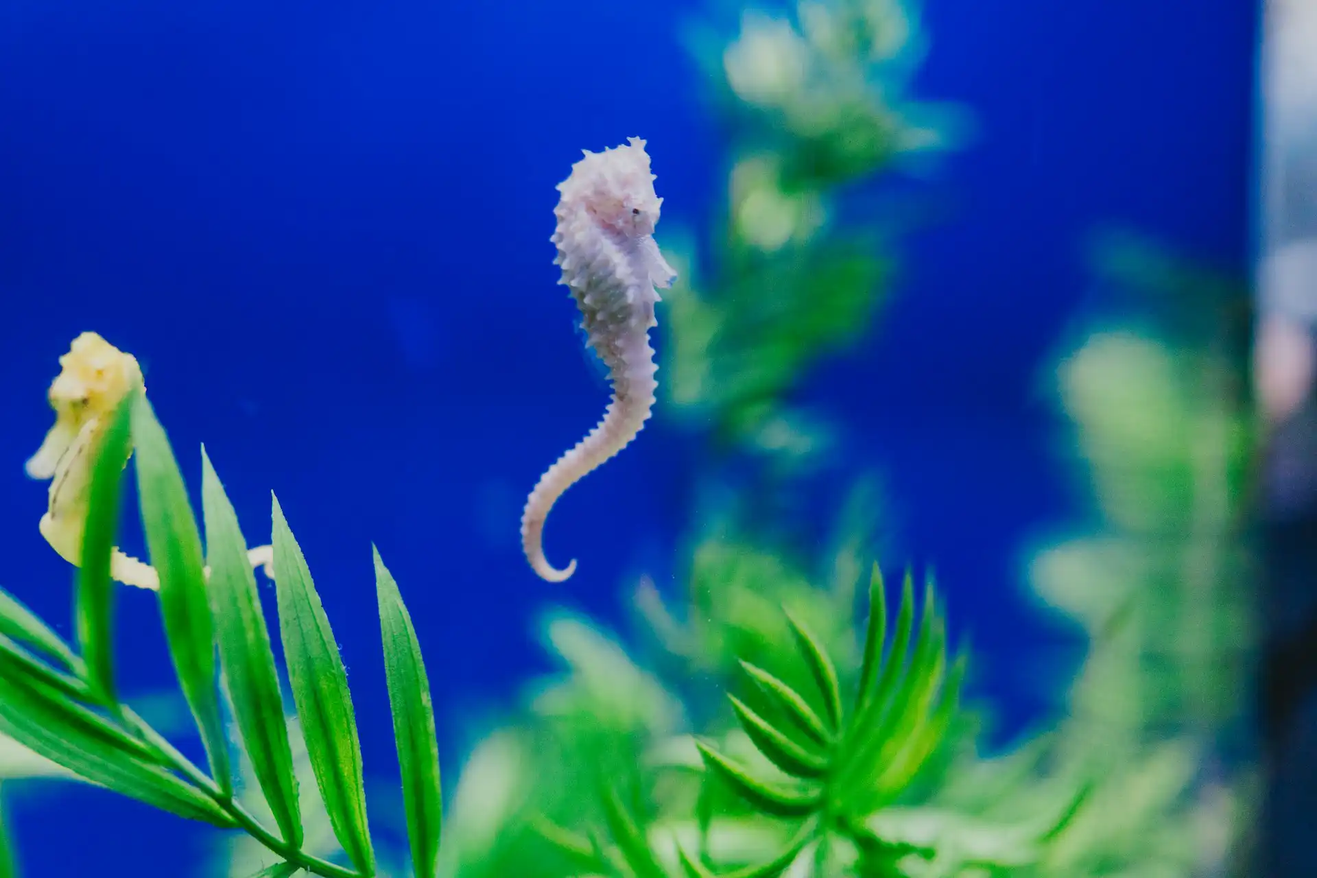 Colorful marine starfish in a reef aquarium