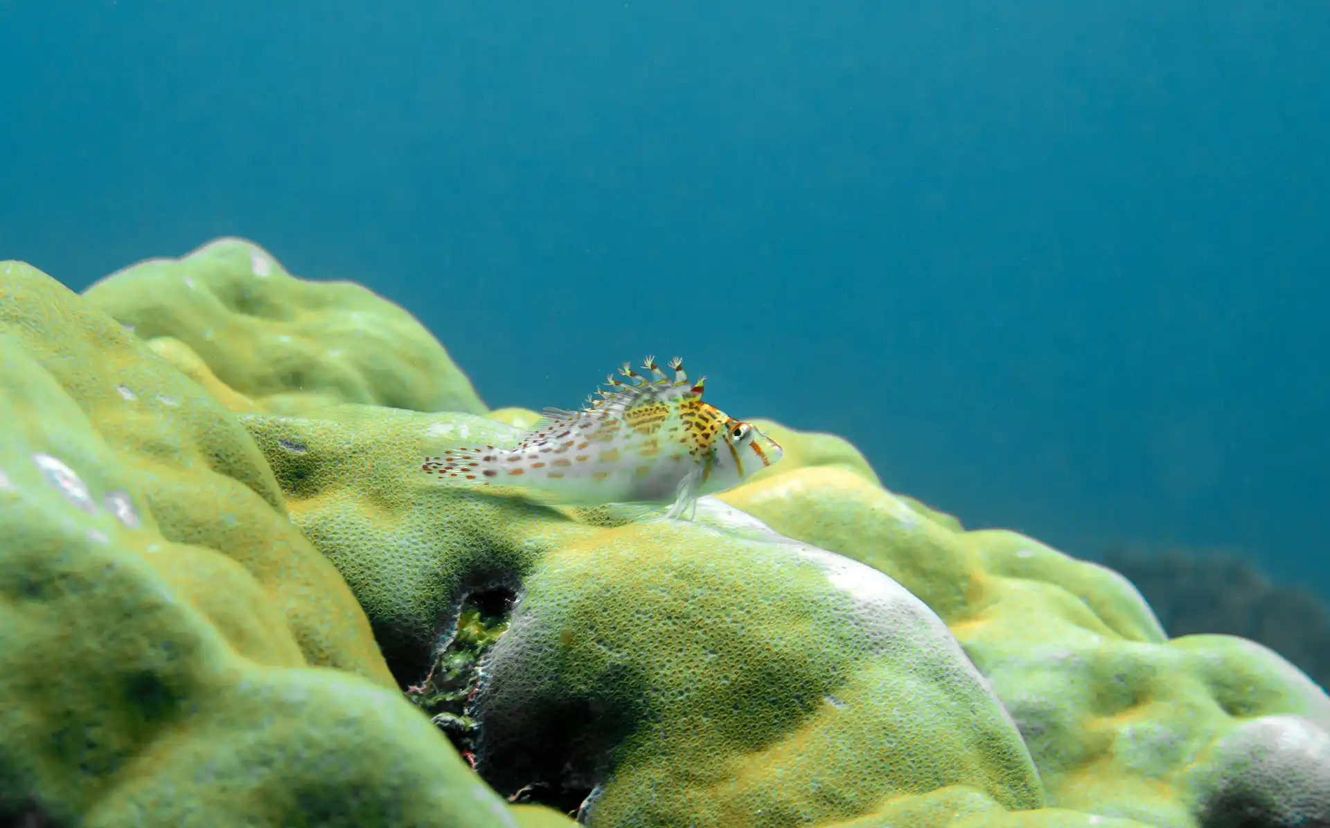Blenny perched on live rock in a reef tank