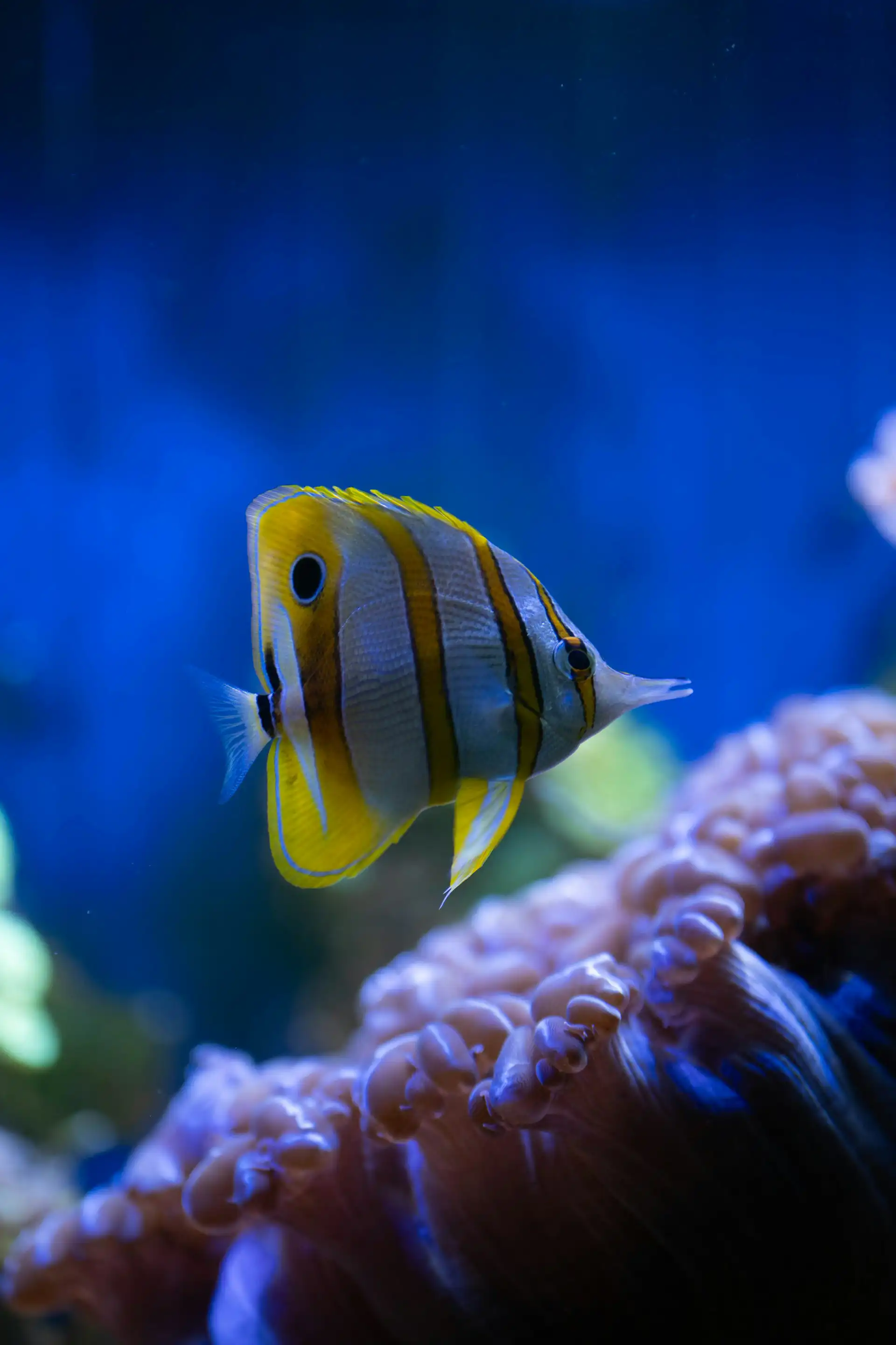 Butterflyfish swimming over a coral reef