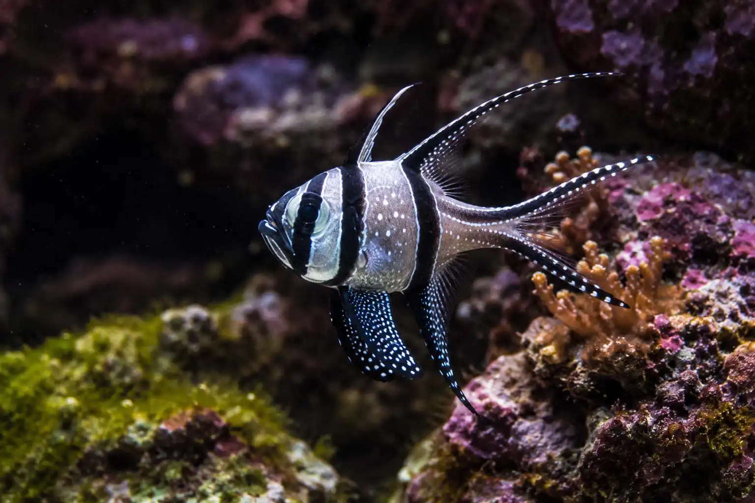 Banggai cardinalfish in a reef aquarium