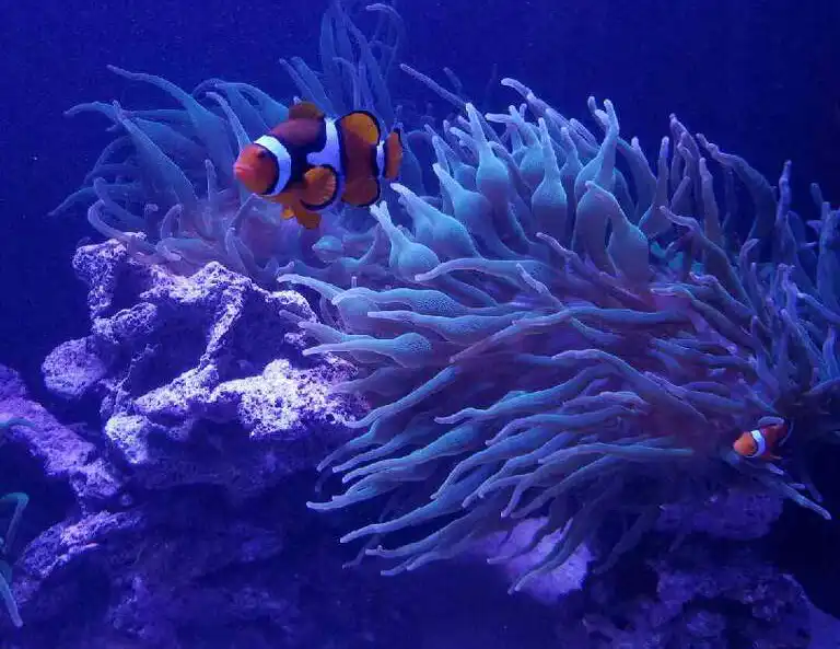 Pair of clownfish swimming near a coral