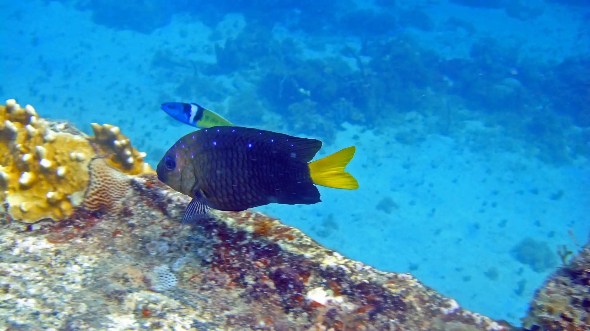 Blue damselfish swimming over reef rock