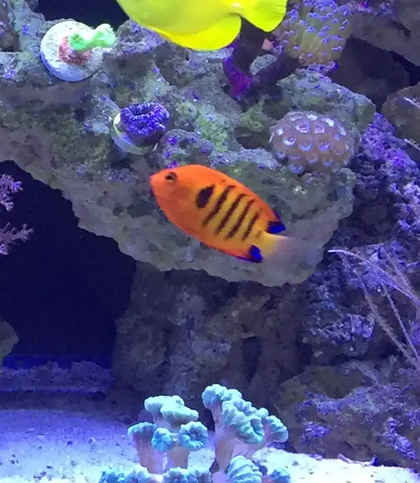 Flame angelfish swimming near coral-covered rock