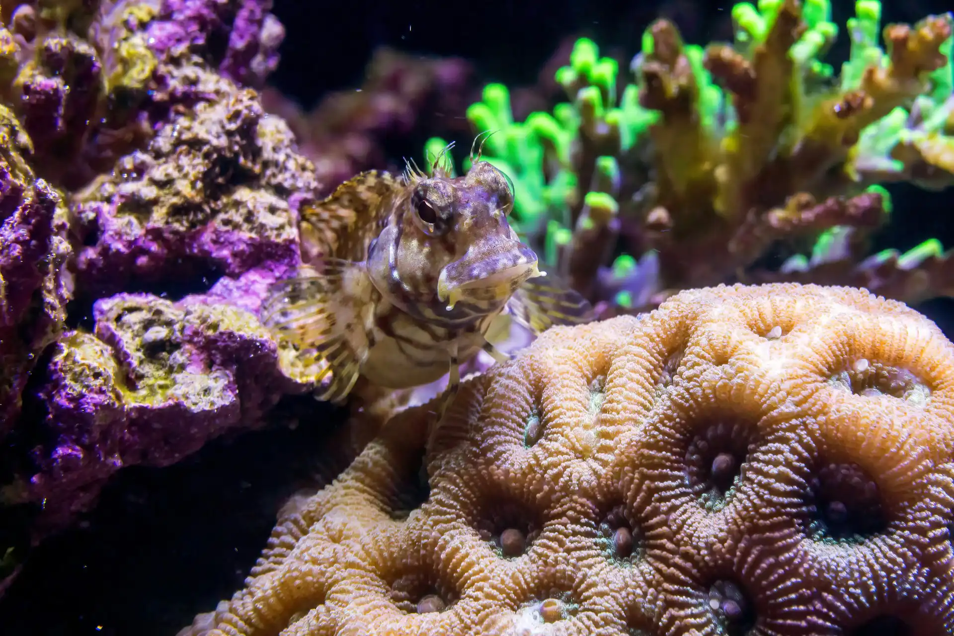 Watchman goby resting on the bottom of a reef aquarium