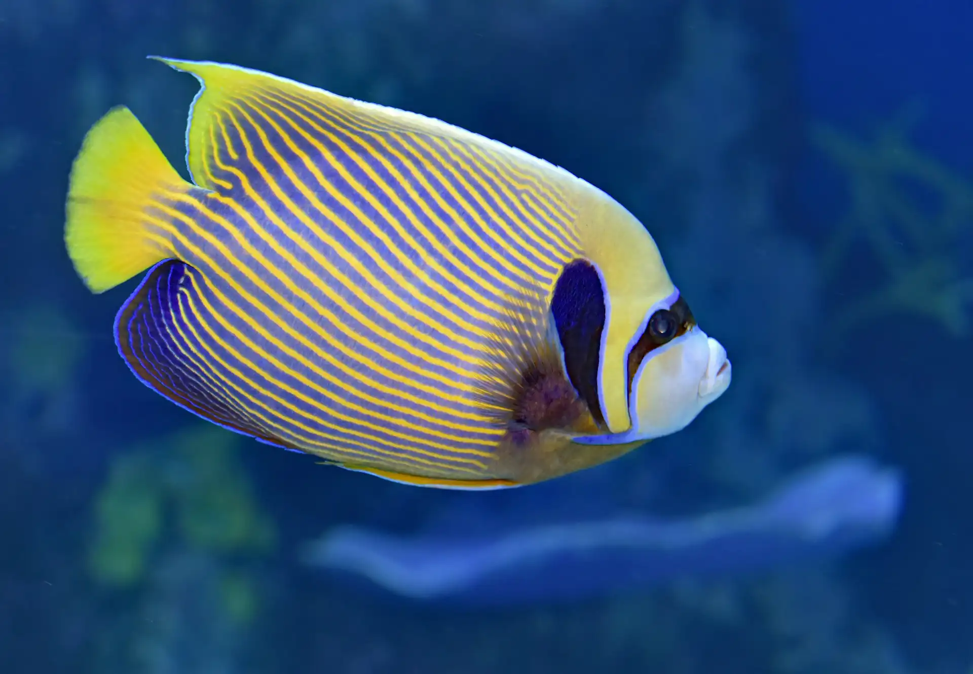 Emperor angelfish in a large saltwater aquarium