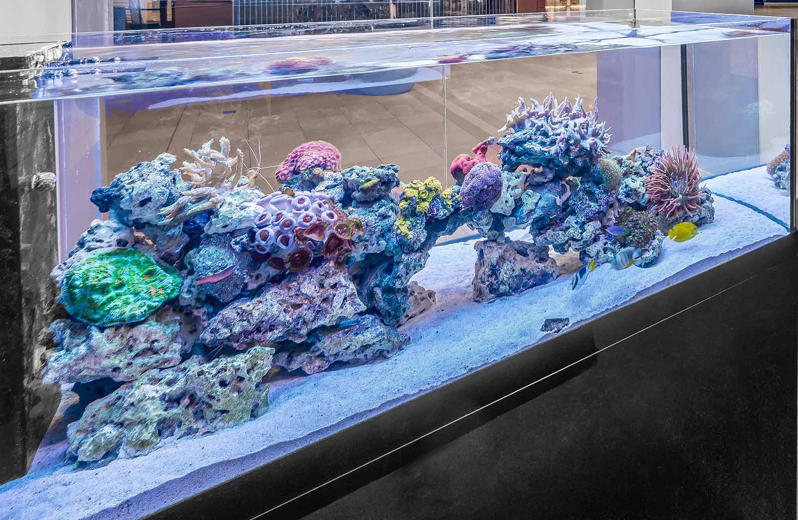 Marine fish swimming through a coral reef aquarium