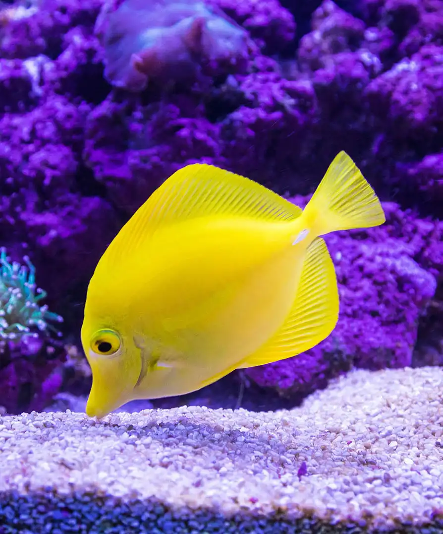 Blue tang swimming through a large reef aquarium