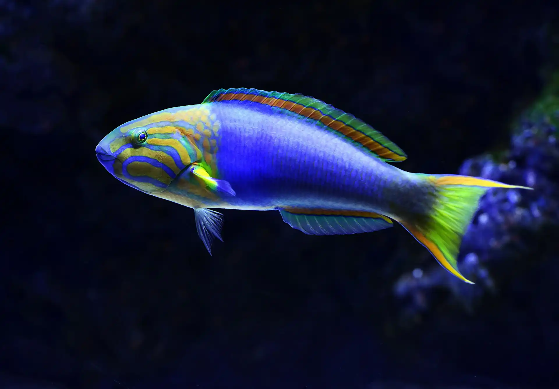 Colorful reef-safe wrasse swimming above coral