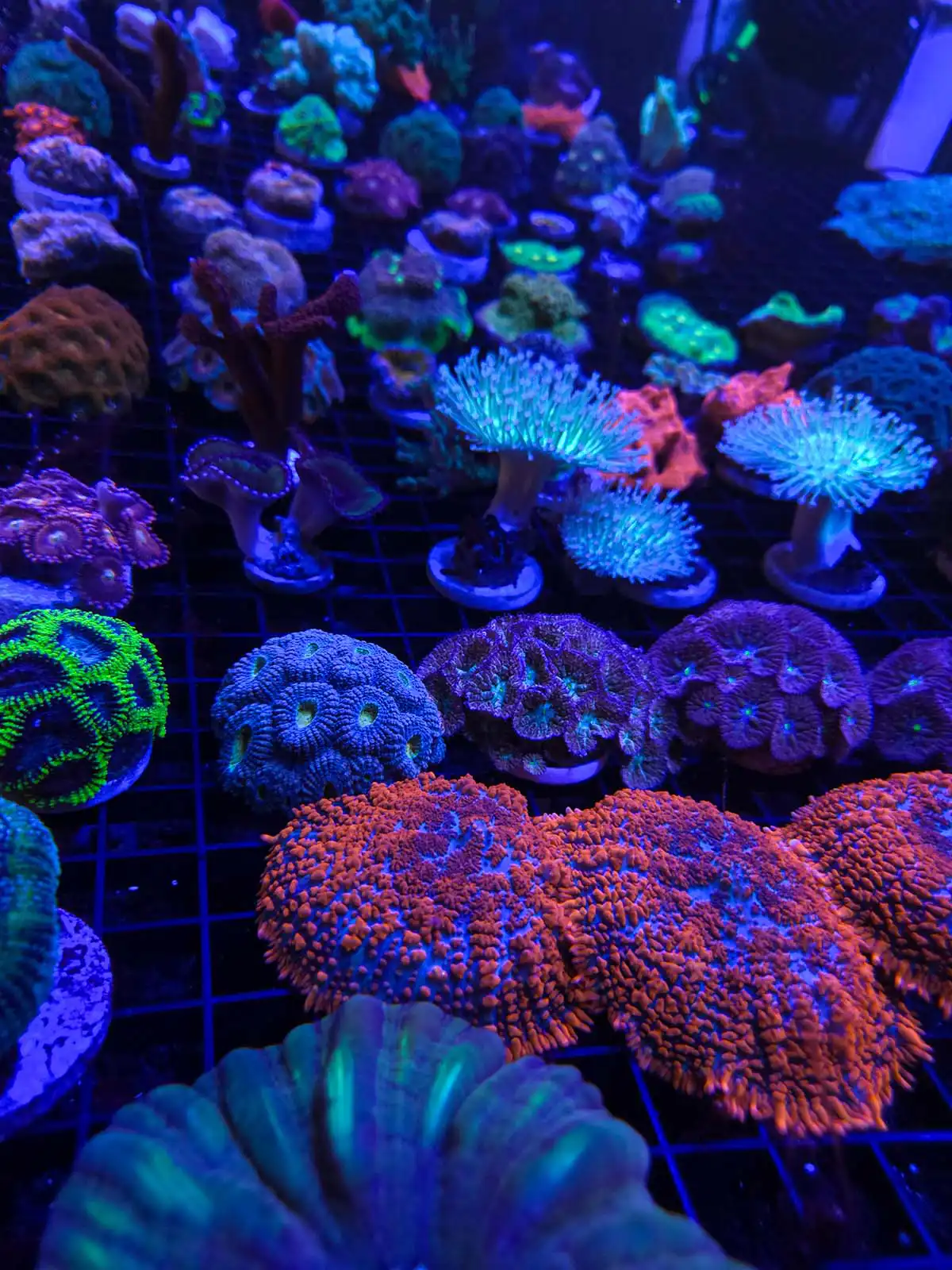 Aquacultured coral growing inside Classic City Aquariums