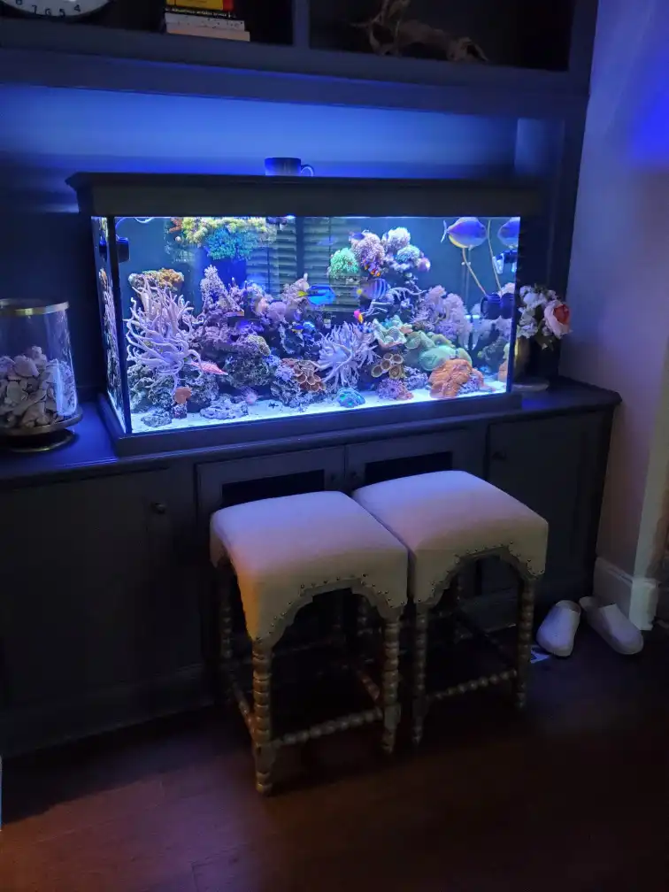A carefully maintained saltwater aquarium with coral and marine fish