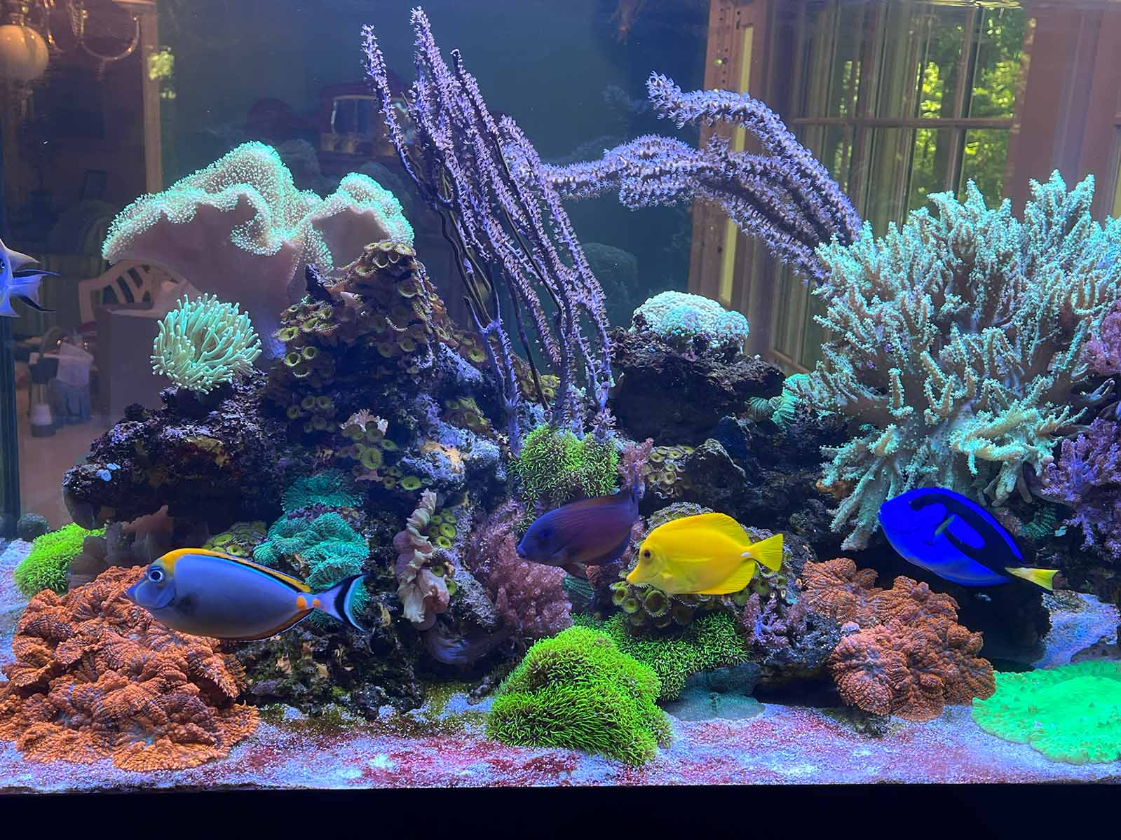 Full view of a 120-gallon saltwater reef aquarium