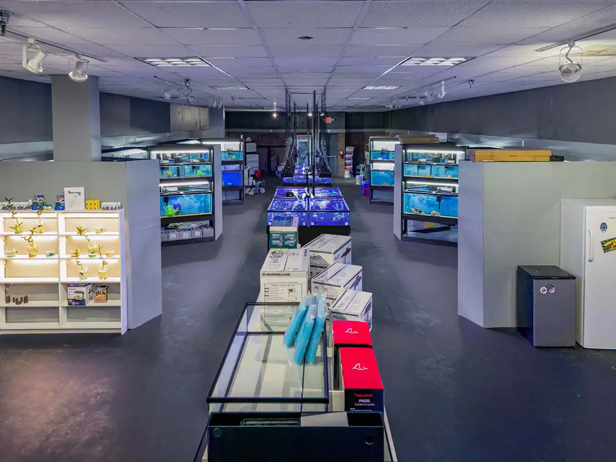 Aquarium displays inside the Classic City Aquariums store